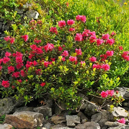 Bristol Apt-s By Interhome Wengen