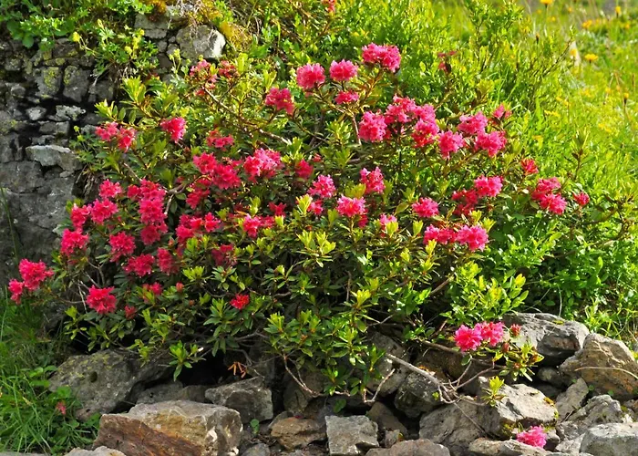 Bristol Apt-s By Interhome Wengen